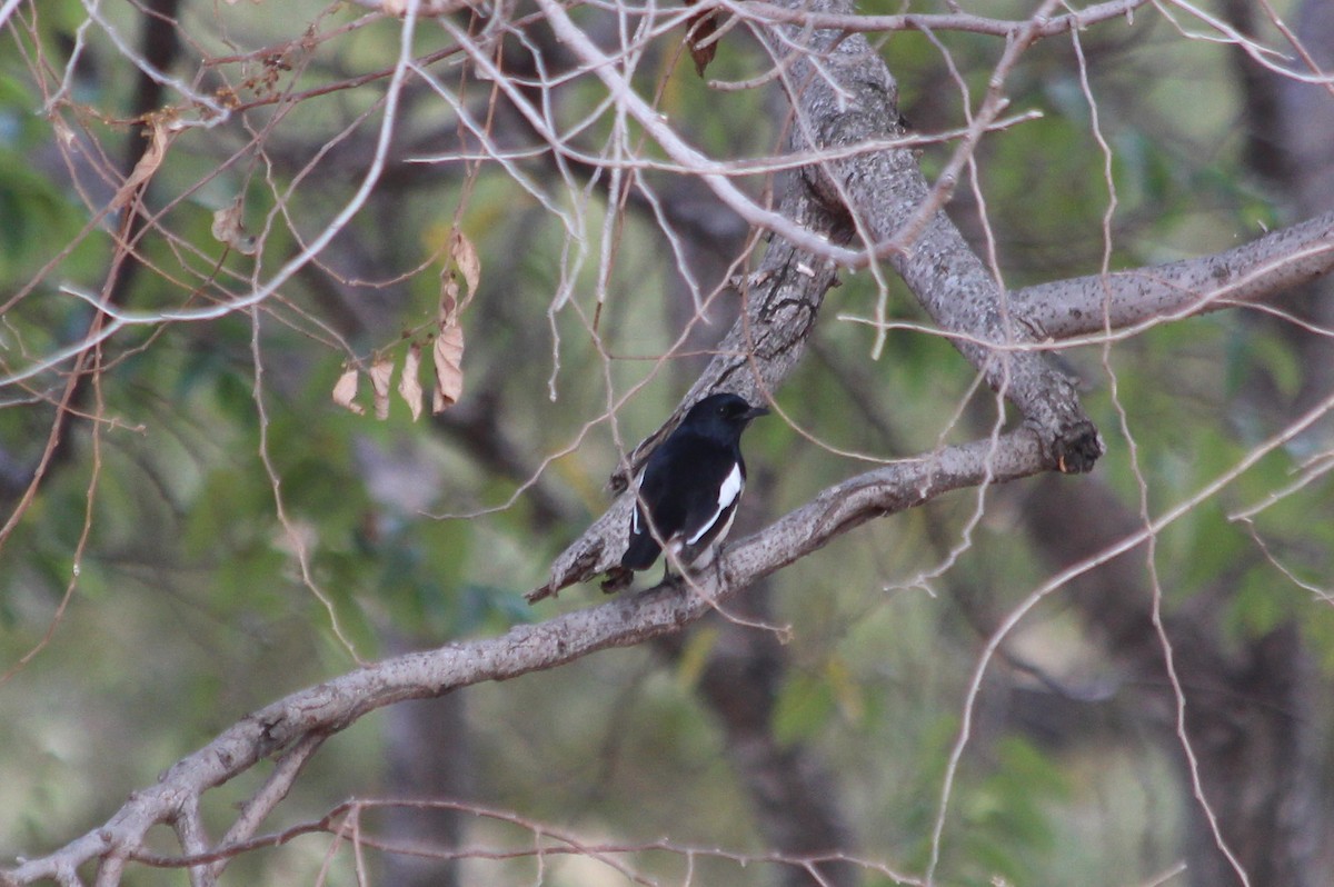 Madagascar Magpie-Robin - ML145998841
