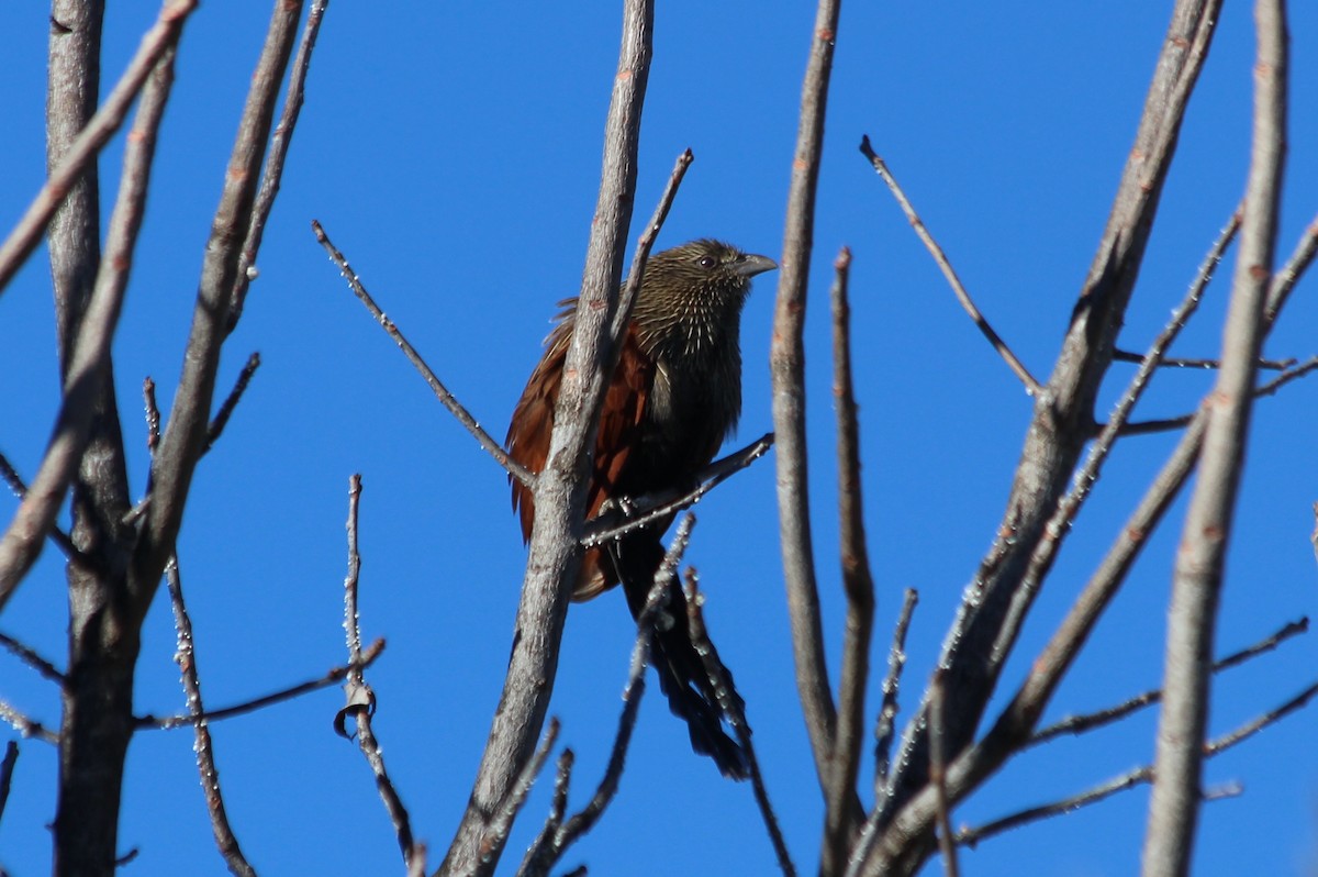 Malagasy Coucal - ML145999441