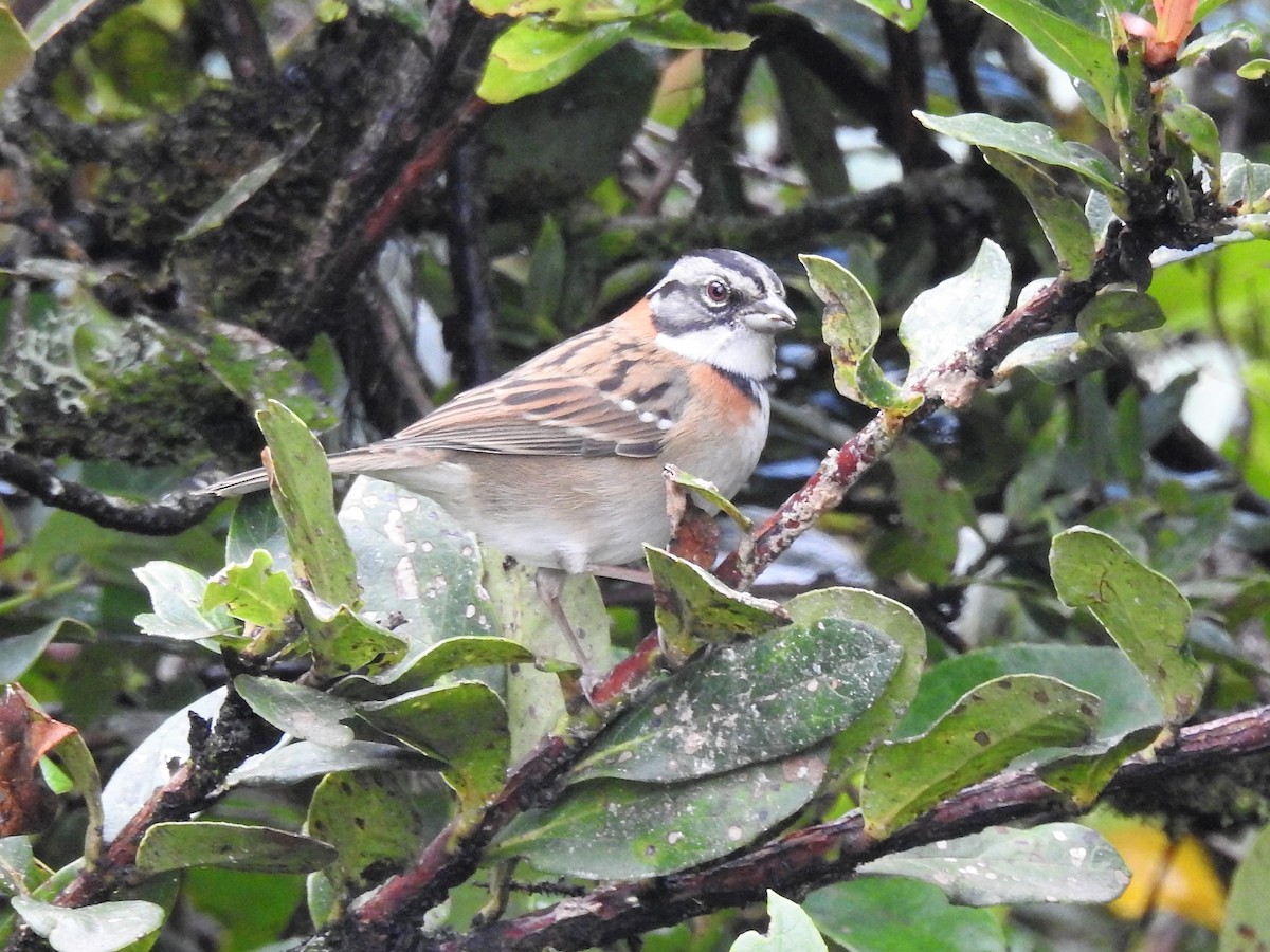 Rufous-collared Sparrow - ML146000261