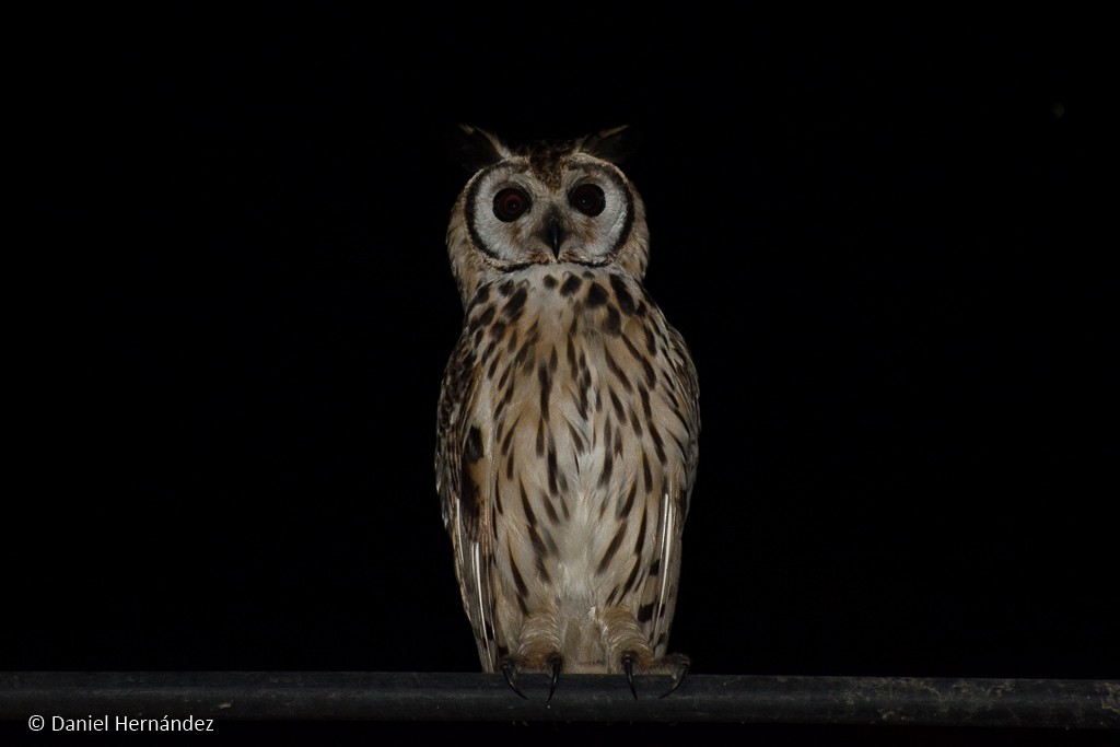Striped Owl - Daniel Hernandez