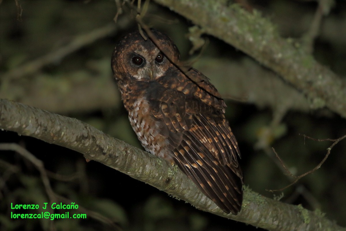 Rufous-banded Owl - Lorenzo Calcaño