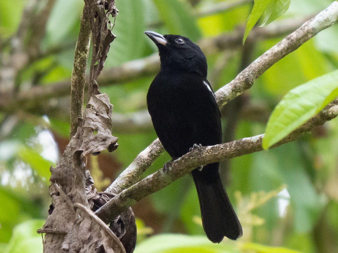 White-shouldered Tanager - Chris Fischer