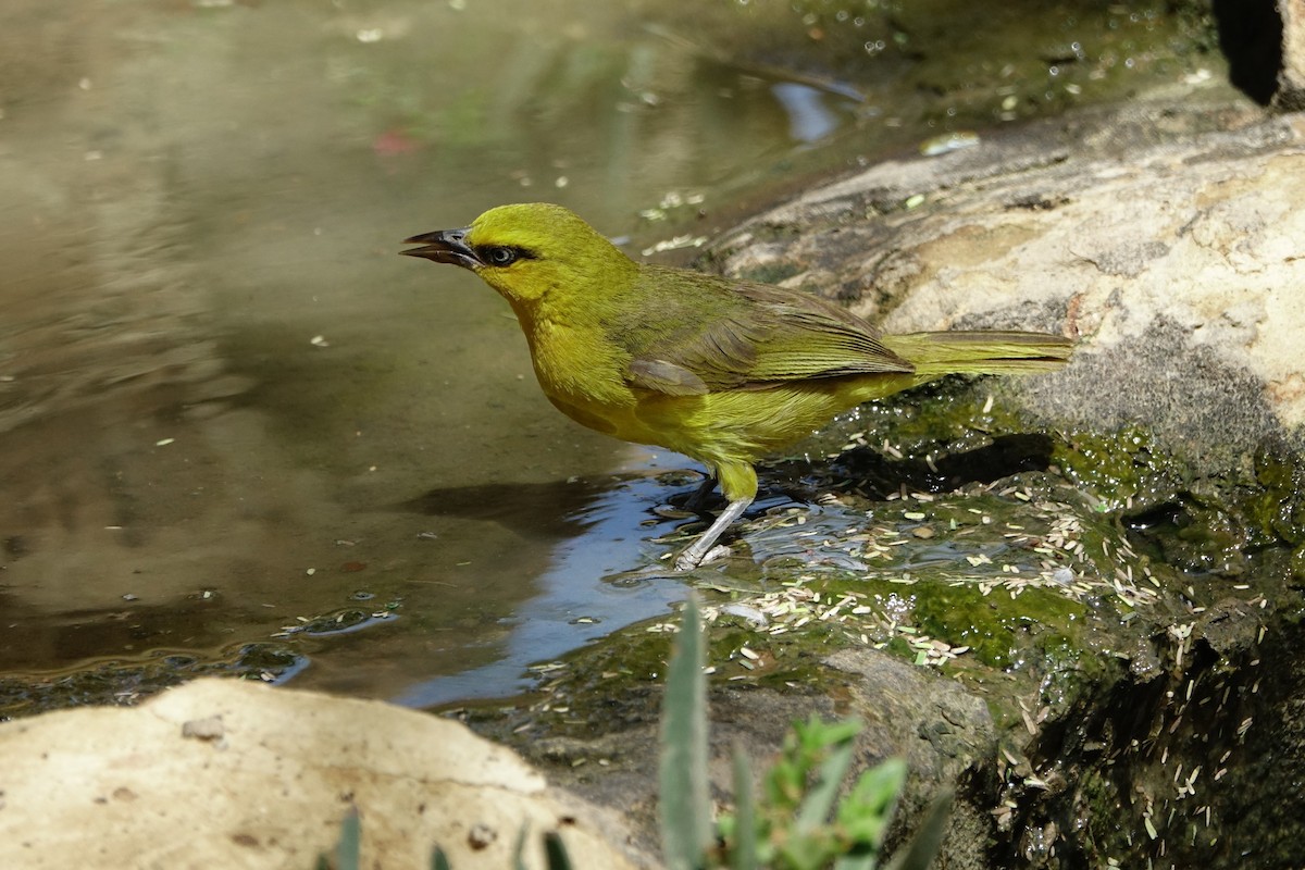 Spectacled Weaver - Martin Brookes