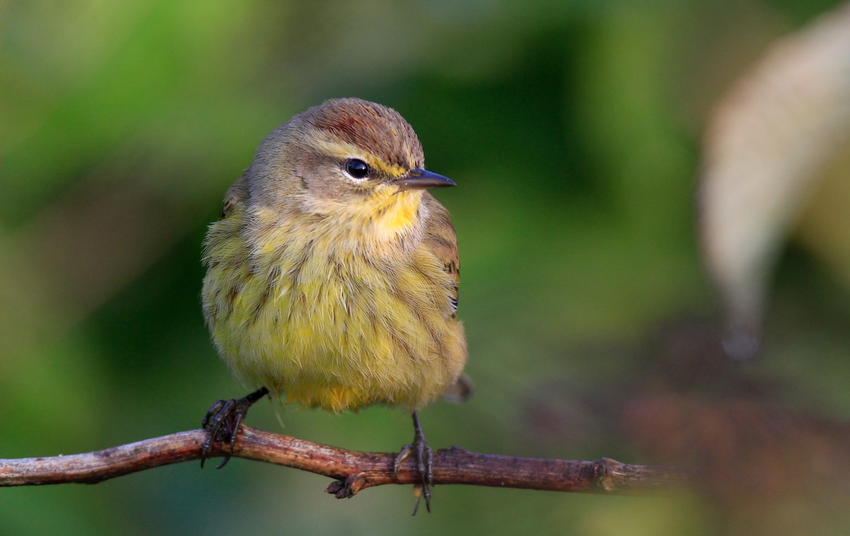 Palm Warbler (Yellow) - Ian Davies