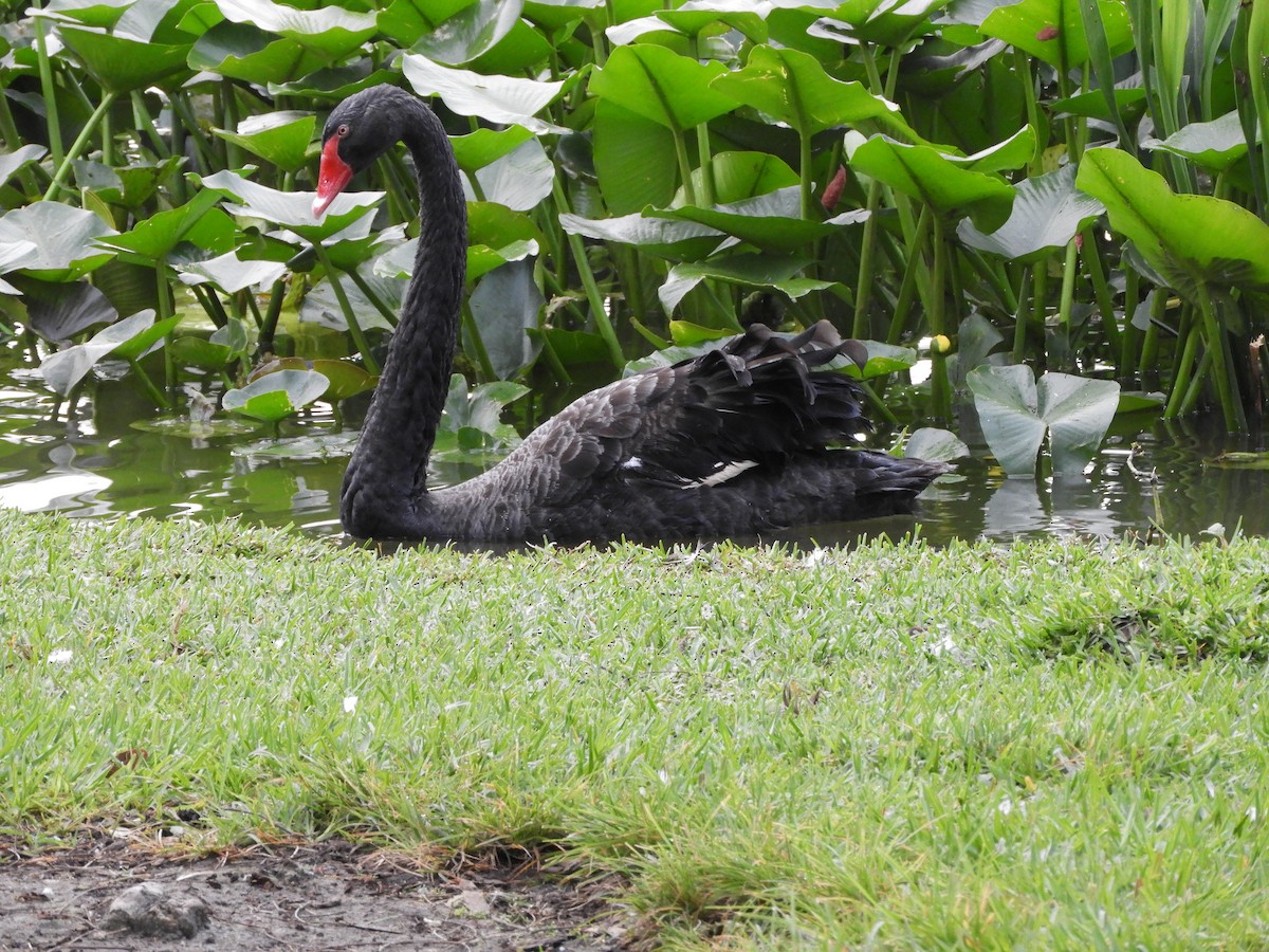Black Swan - Peter Olsoy