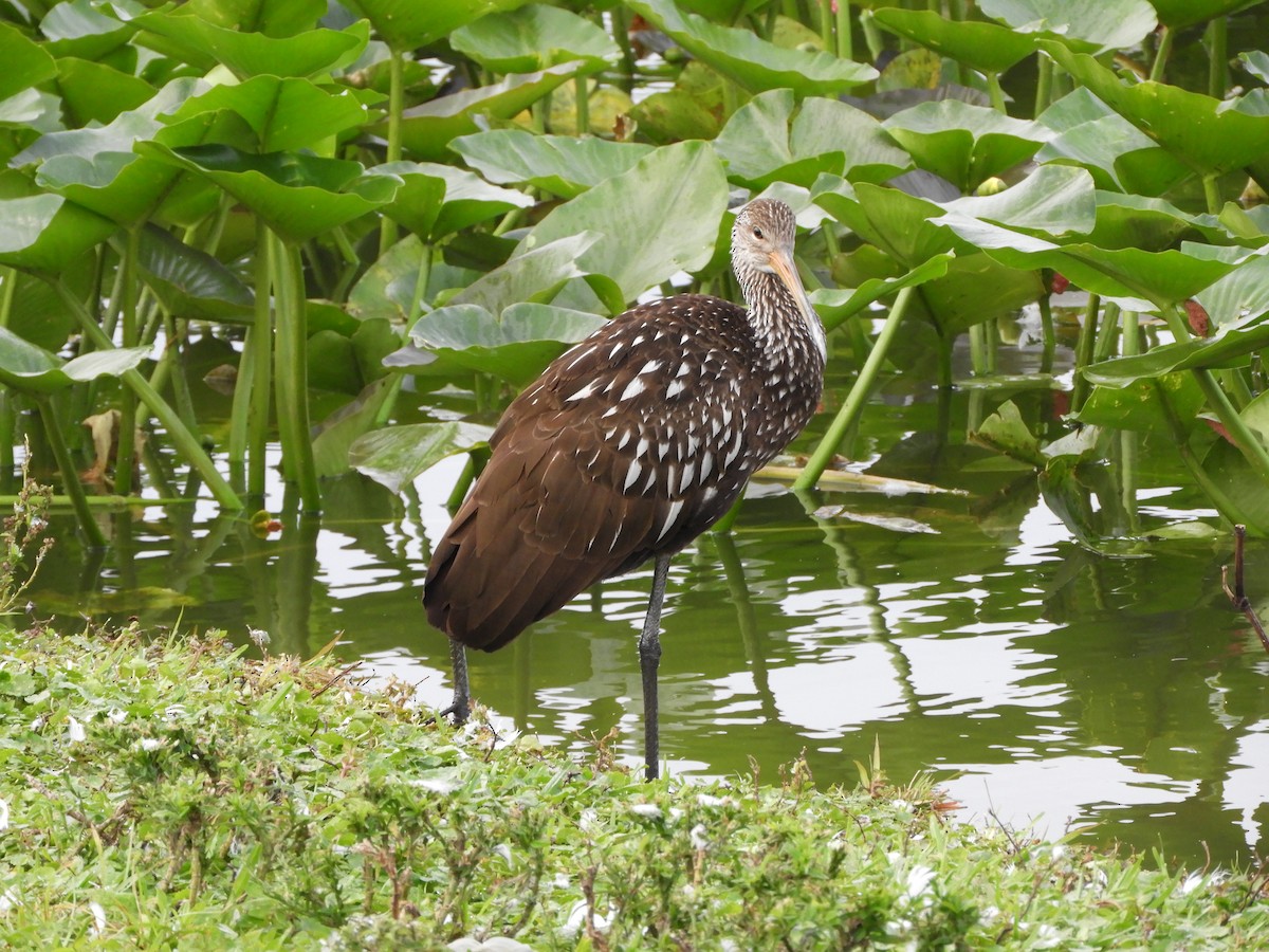 Limpkin - Peter Olsoy