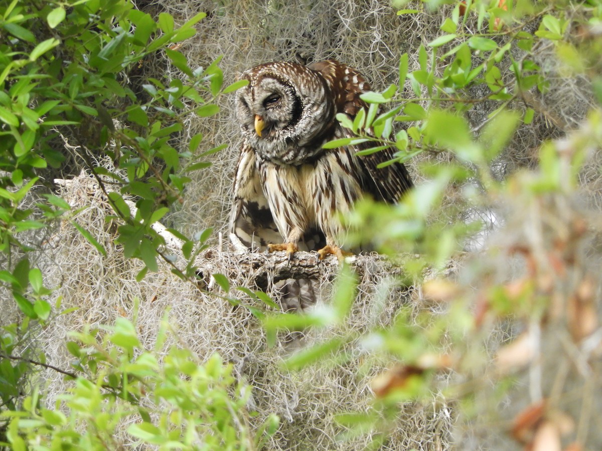 Barred Owl - Peter Olsoy