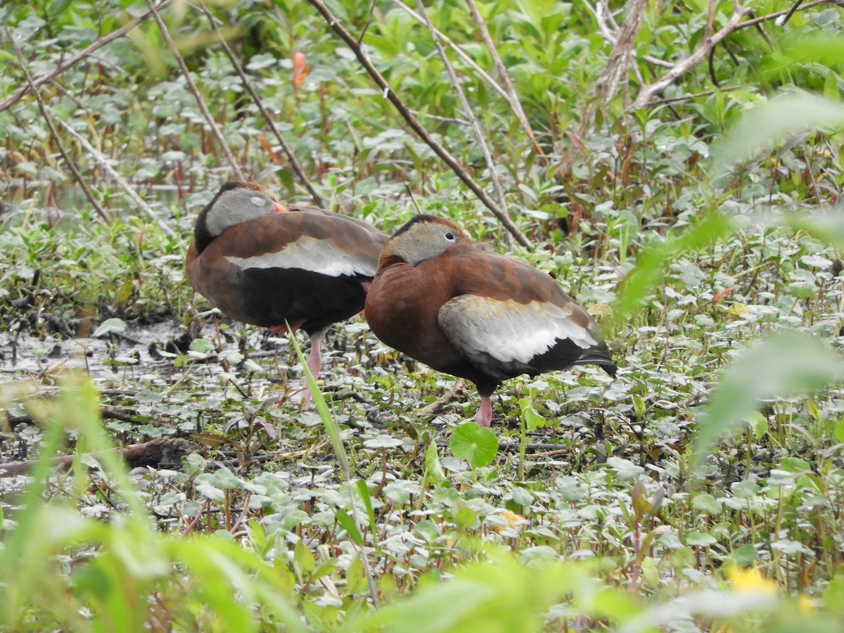 Black-bellied Whistling-Duck - Peter Olsoy