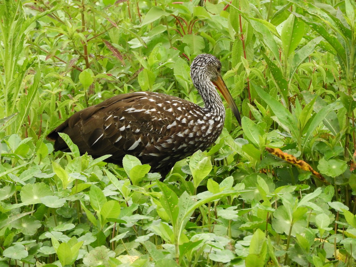 Limpkin - Peter Olsoy