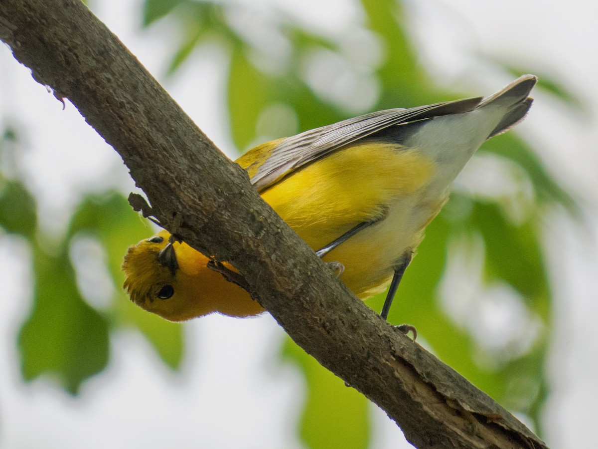 Prothonotary Warbler - Trevor Zook