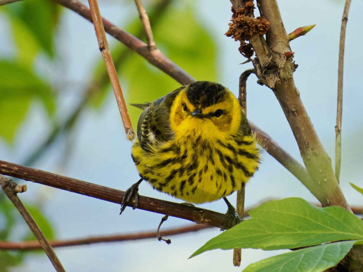 Cape May Warbler - ML146006081