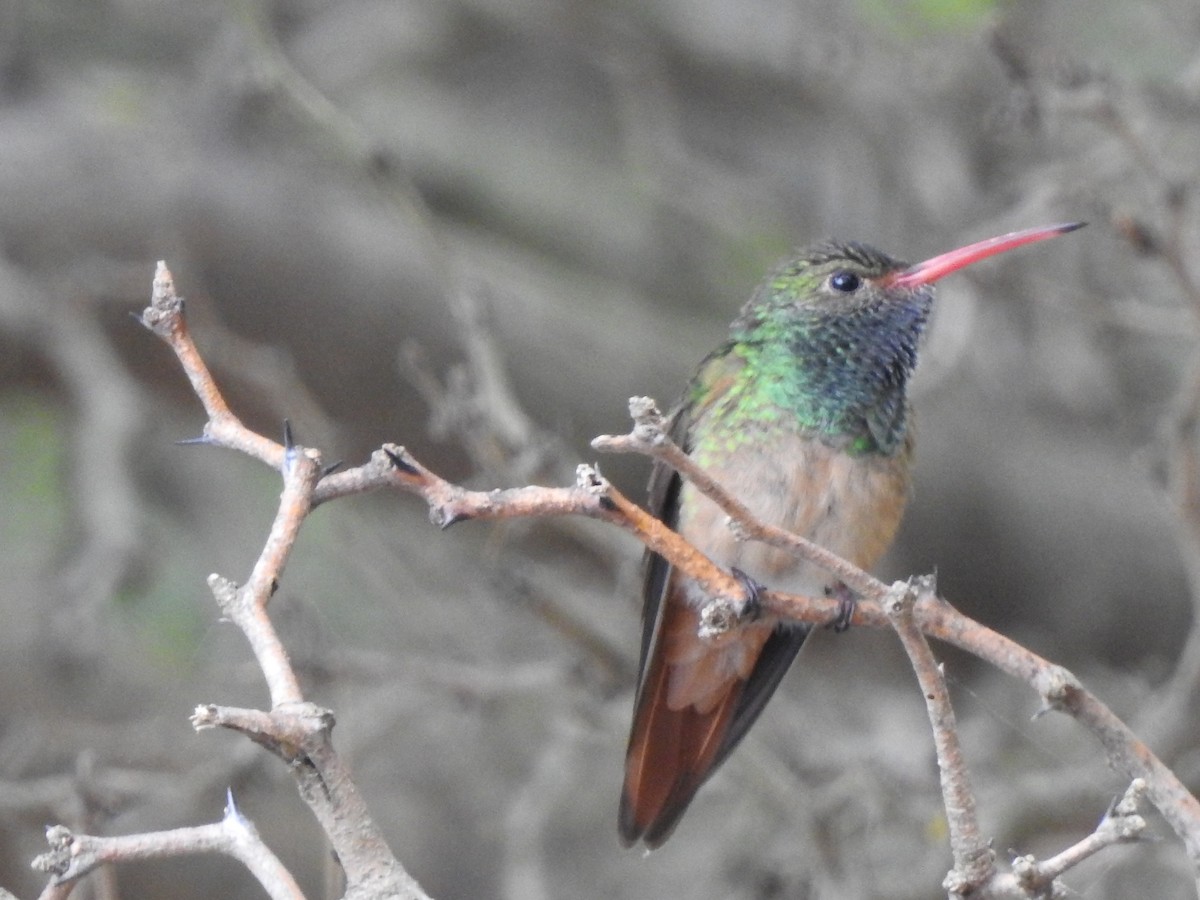 Buff-bellied Hummingbird - Michael Hurben