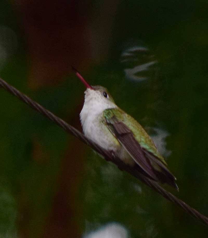 White-bellied Hummingbird - ML146007871