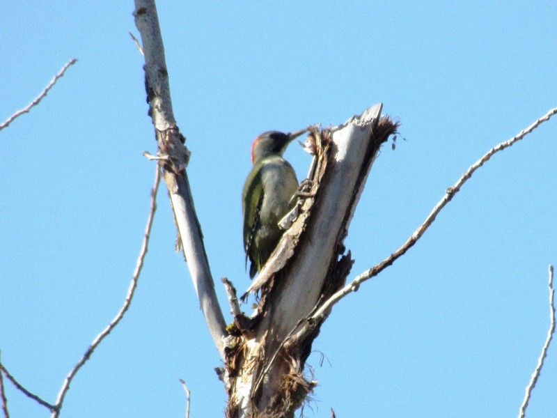 Iberian Green Woodpecker - ML146008661