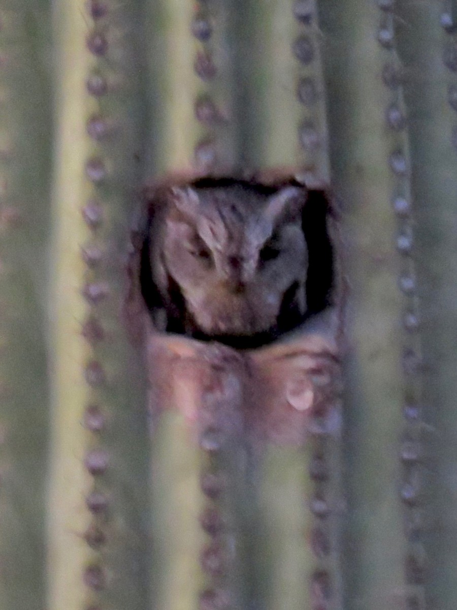 Western Screech-Owl - Babs Buck