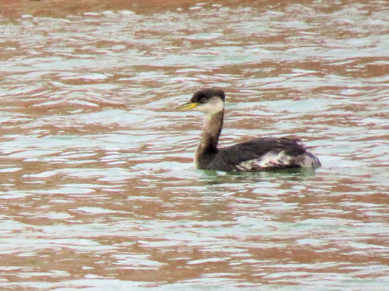 Red-necked Grebe - ML146011261