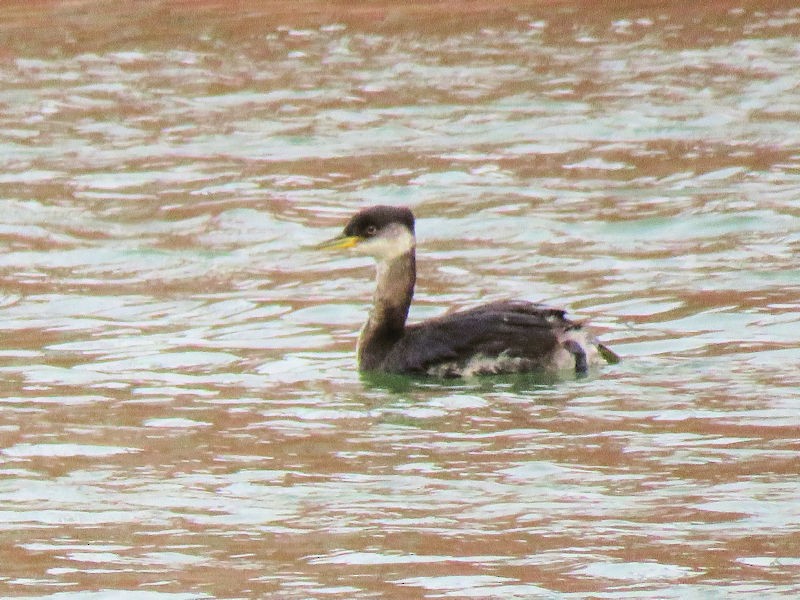 Red-necked Grebe - ML146011271