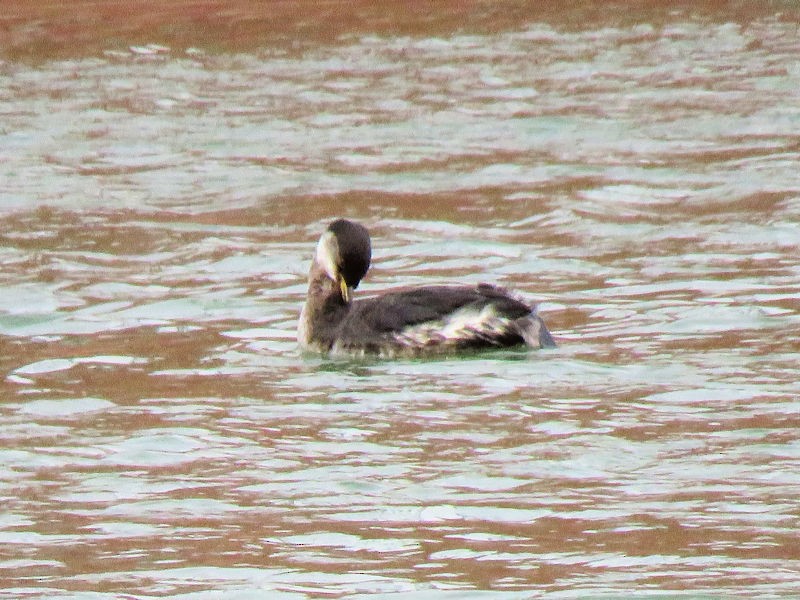 Red-necked Grebe - ML146011281