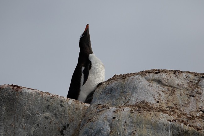 Gentoo Penguin - Ann Van Sant