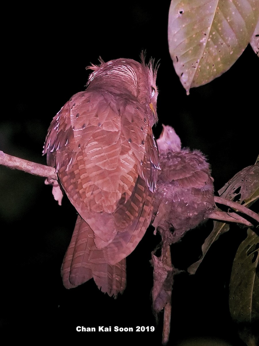 Large Frogmouth - ML146013661