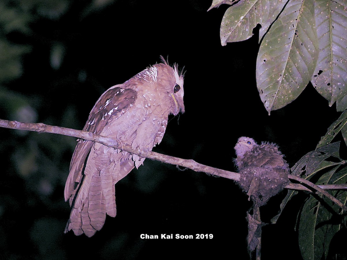 Large Frogmouth - Kai Soon Chan