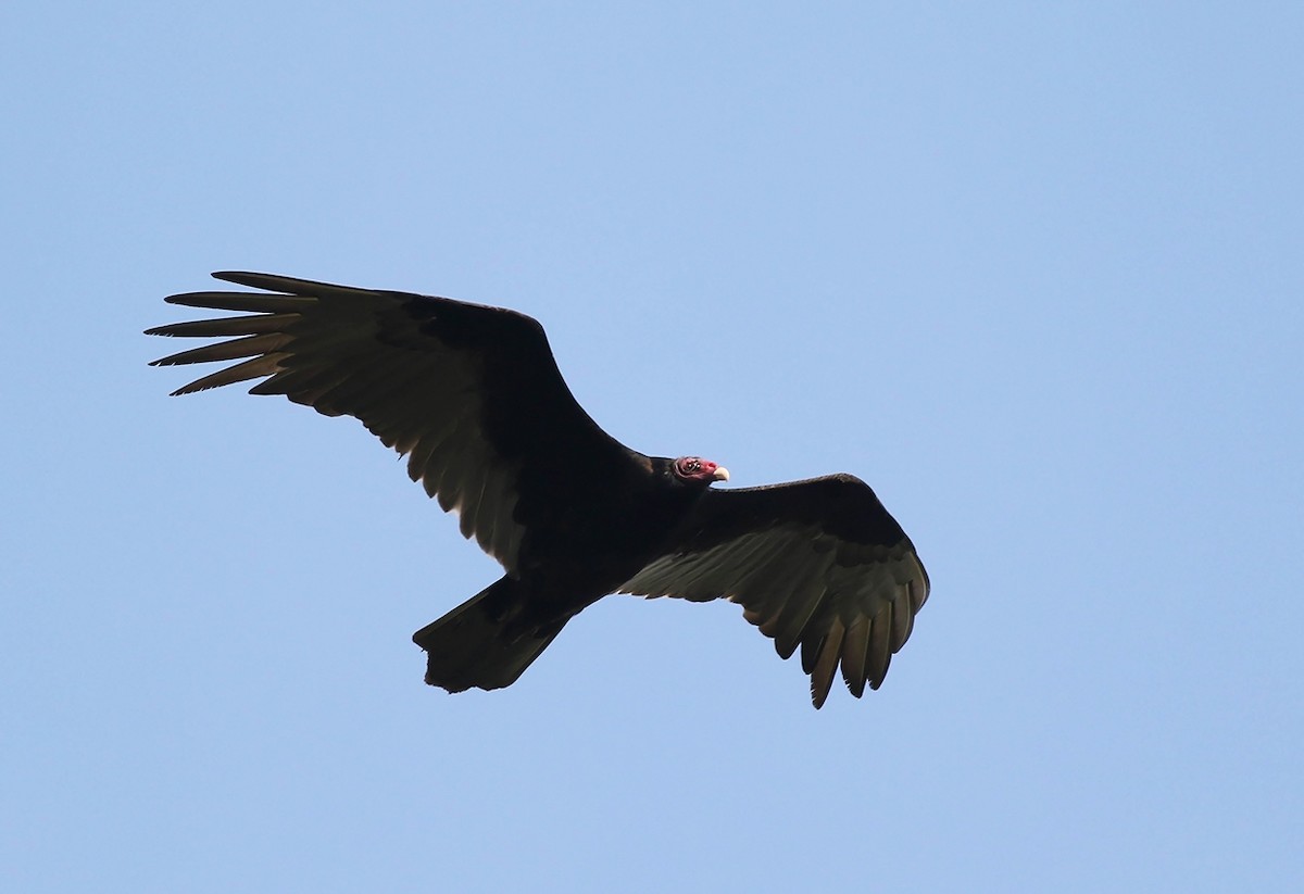 Turkey Vulture - Tony Leukering