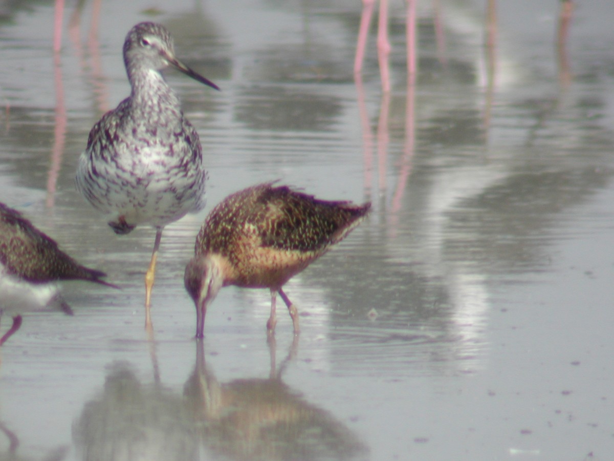 Long-billed Dowitcher - ML146016171