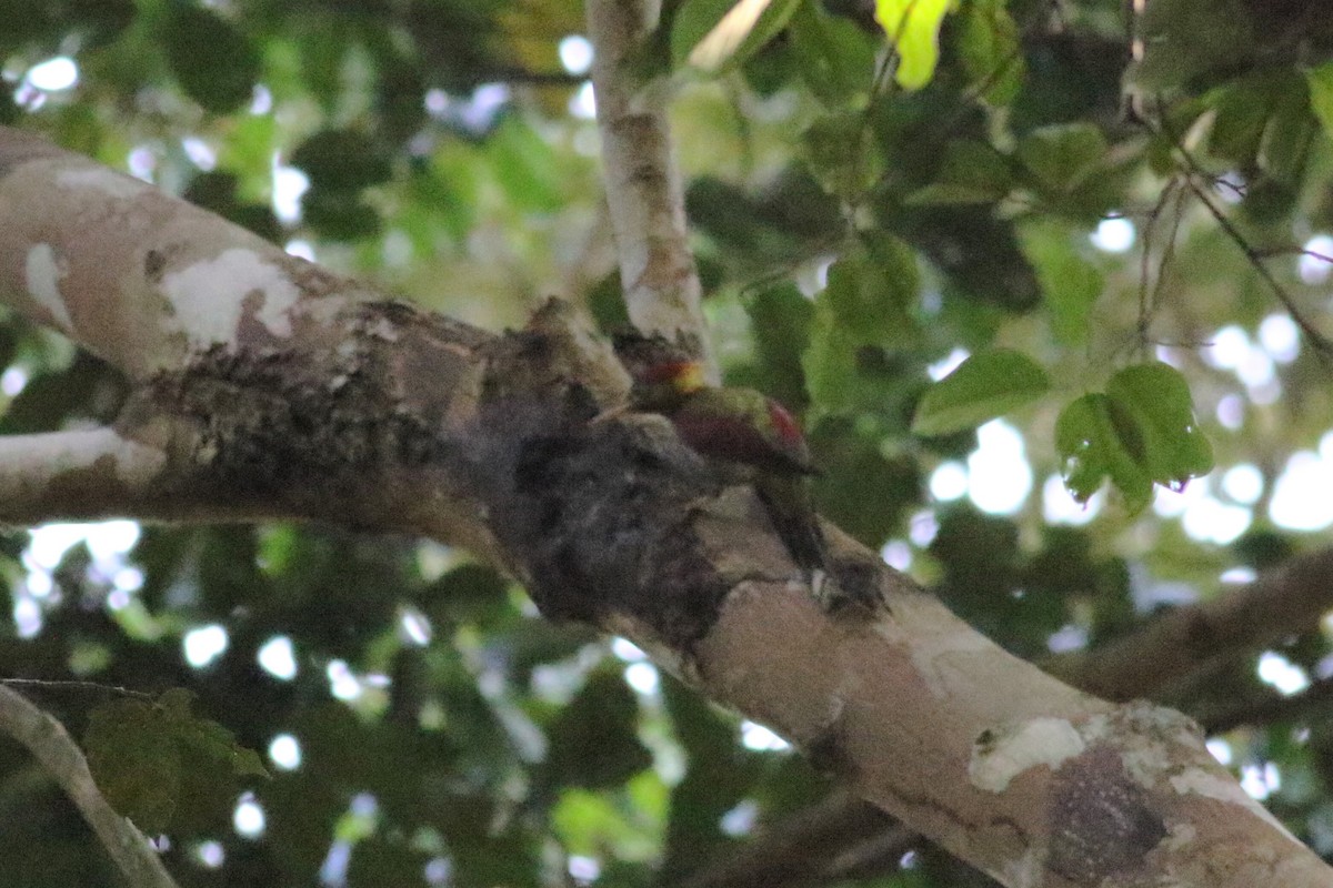 Crimson-winged Woodpecker - Fadzrun A.
