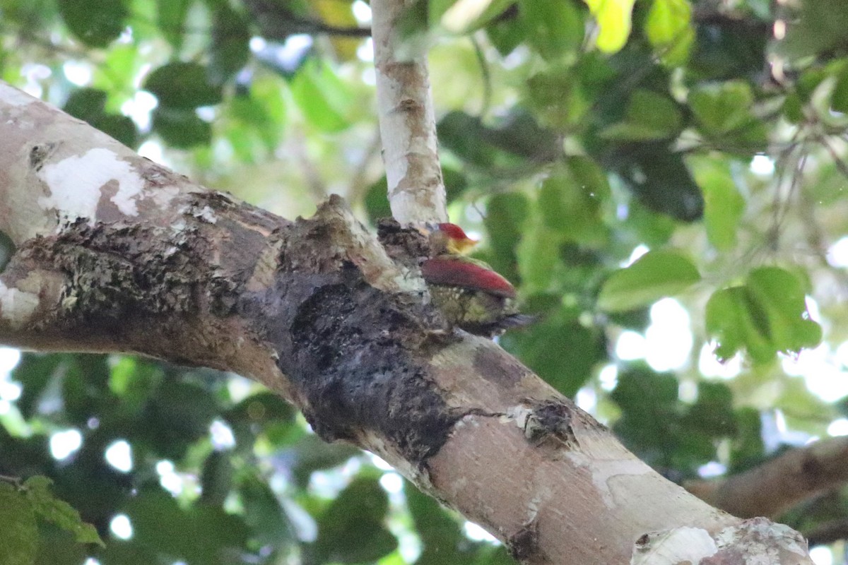 Crimson-winged Woodpecker - Fadzrun A.
