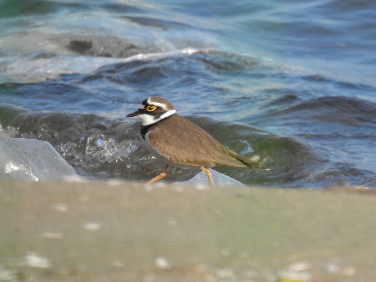 Little Ringed Plover - Anonymous