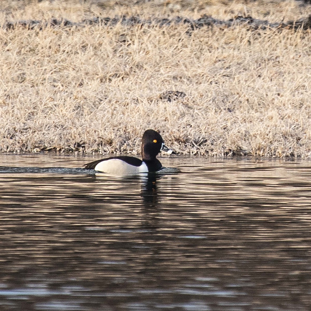Ring-necked Duck - ML146018661