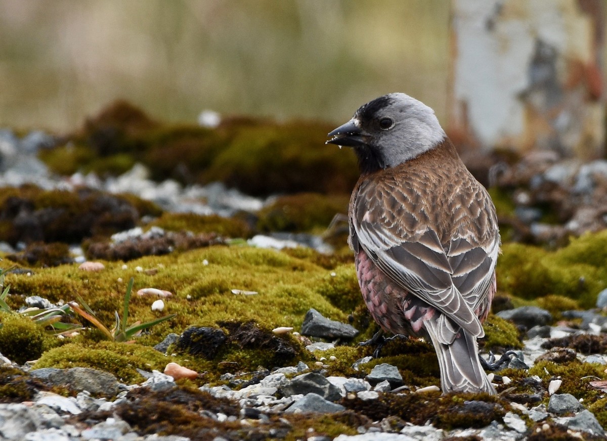 Gray-crowned Rosy-Finch (Aleutian and Kodiak Is.) - Lizabeth Southworth
