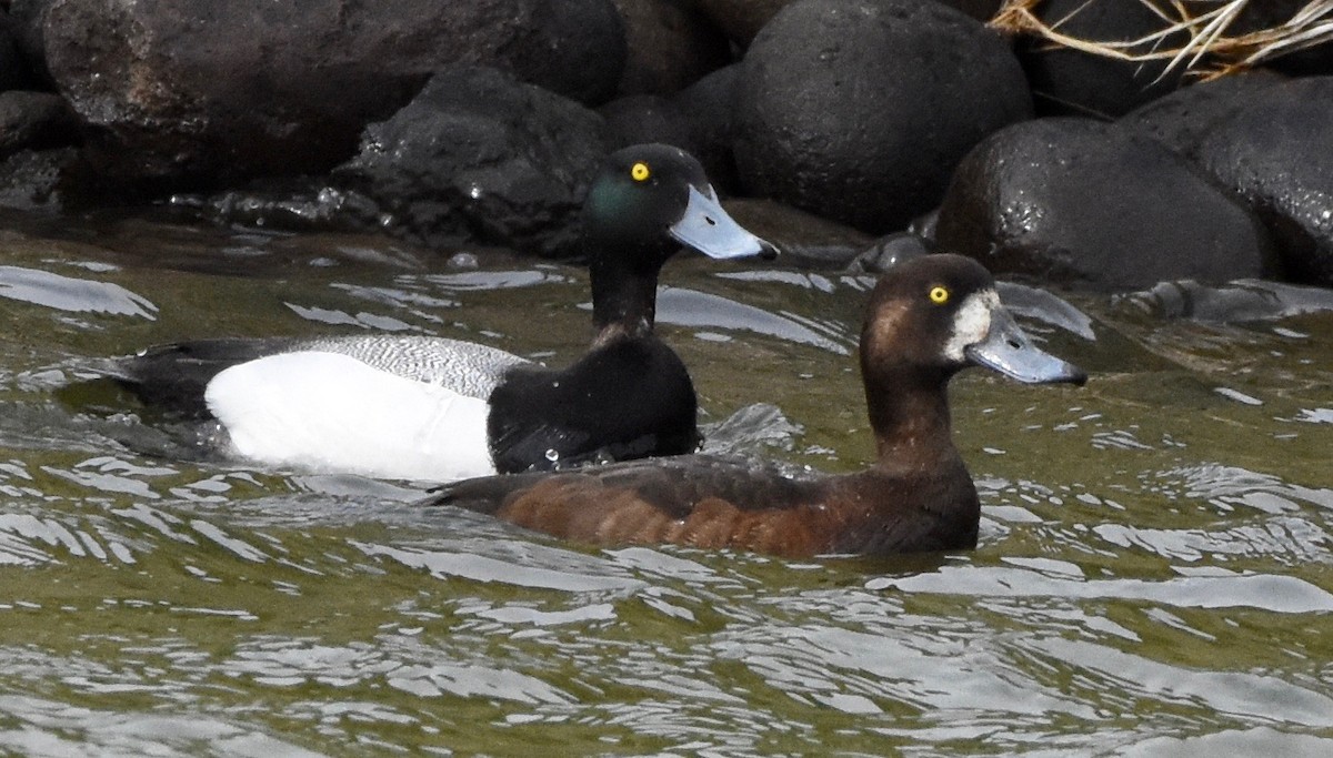 Greater Scaup - ML146019161