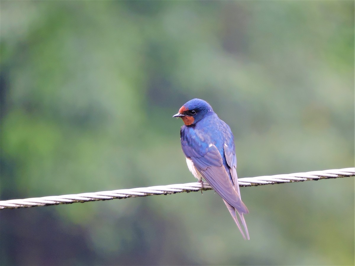 Barn Swallow - Mahathi Narayanaswamy