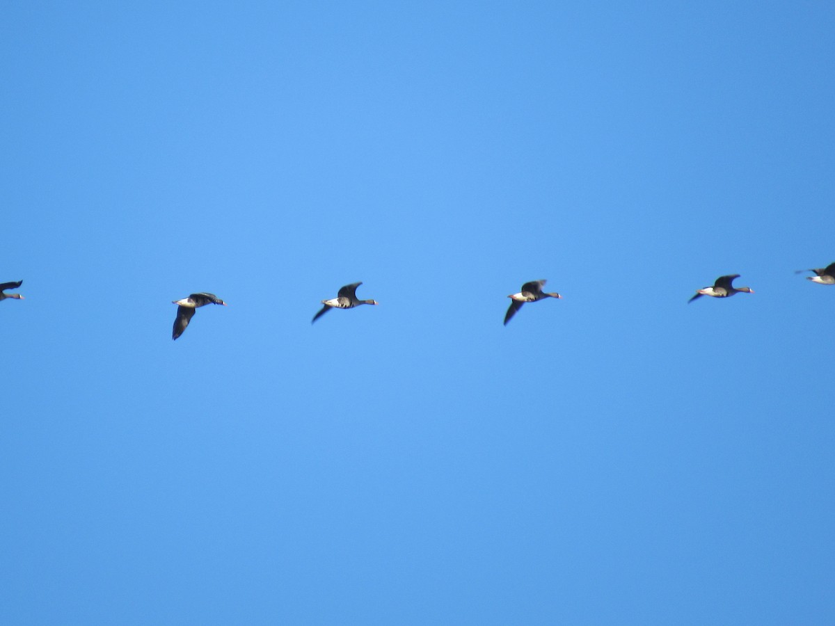 Greater White-fronted Goose - ML146024131