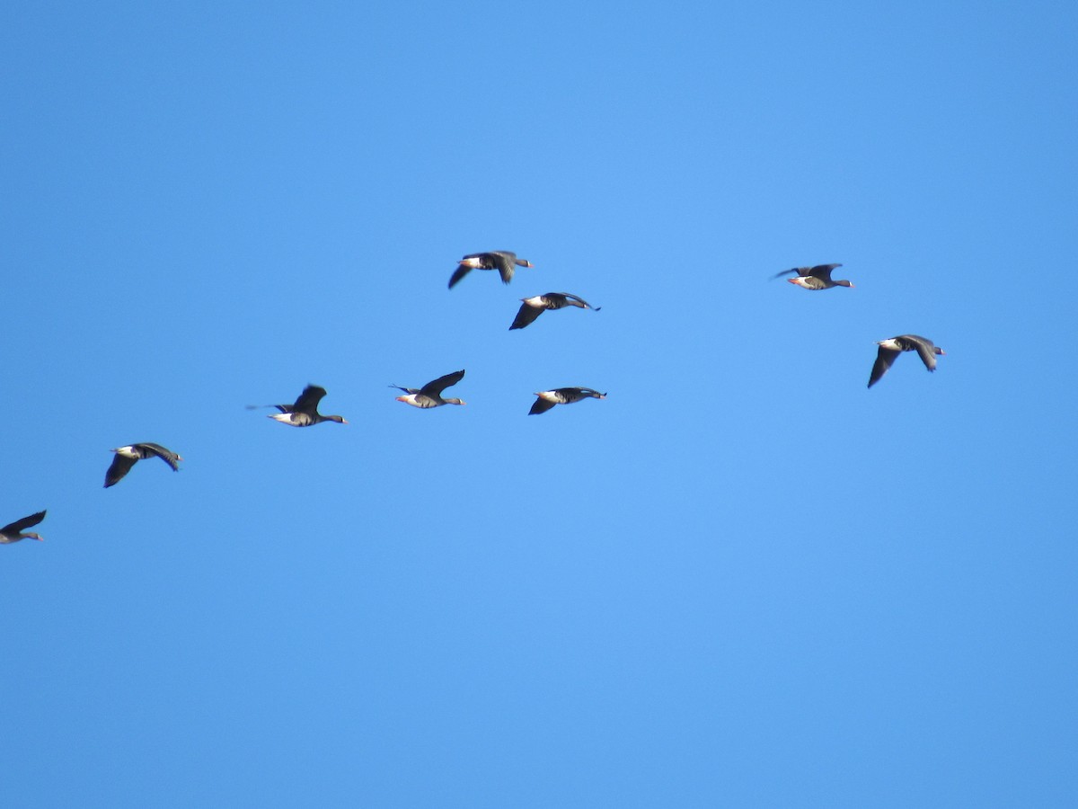 Greater White-fronted Goose - ML146024181