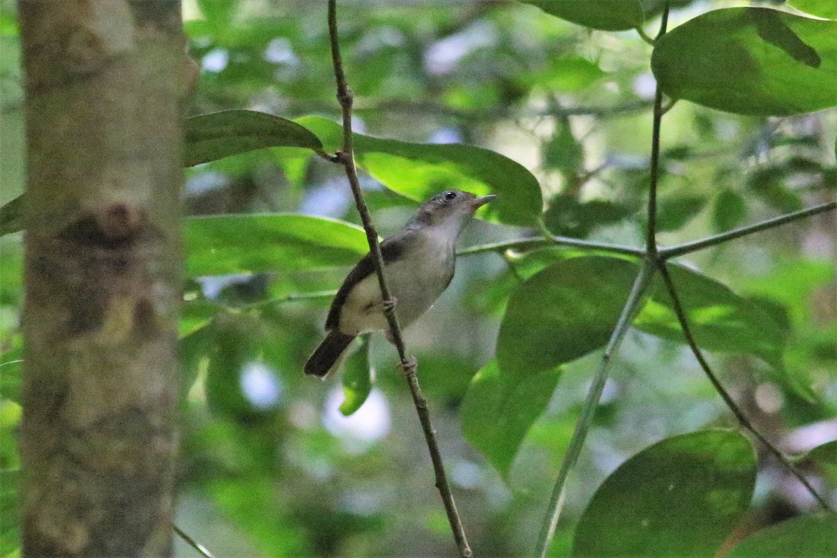 Scaly-crowned Babbler - ML146024631