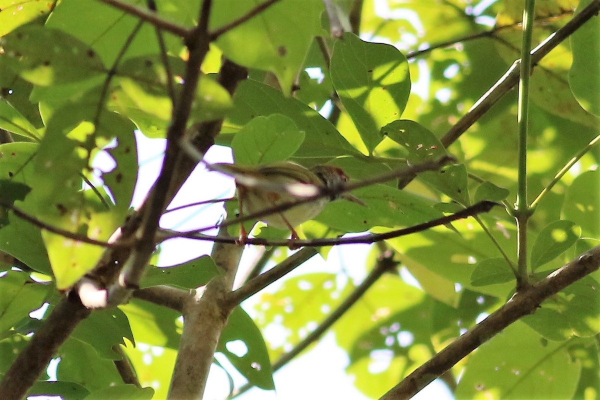Dark-necked Tailorbird - Fadzrun A.