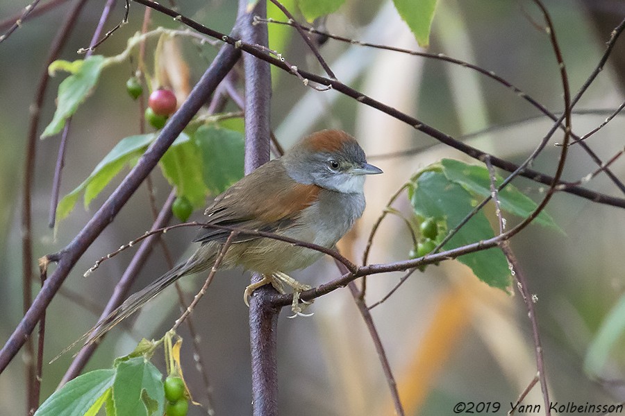 Pale-breasted Spinetail - Yann Kolbeinsson