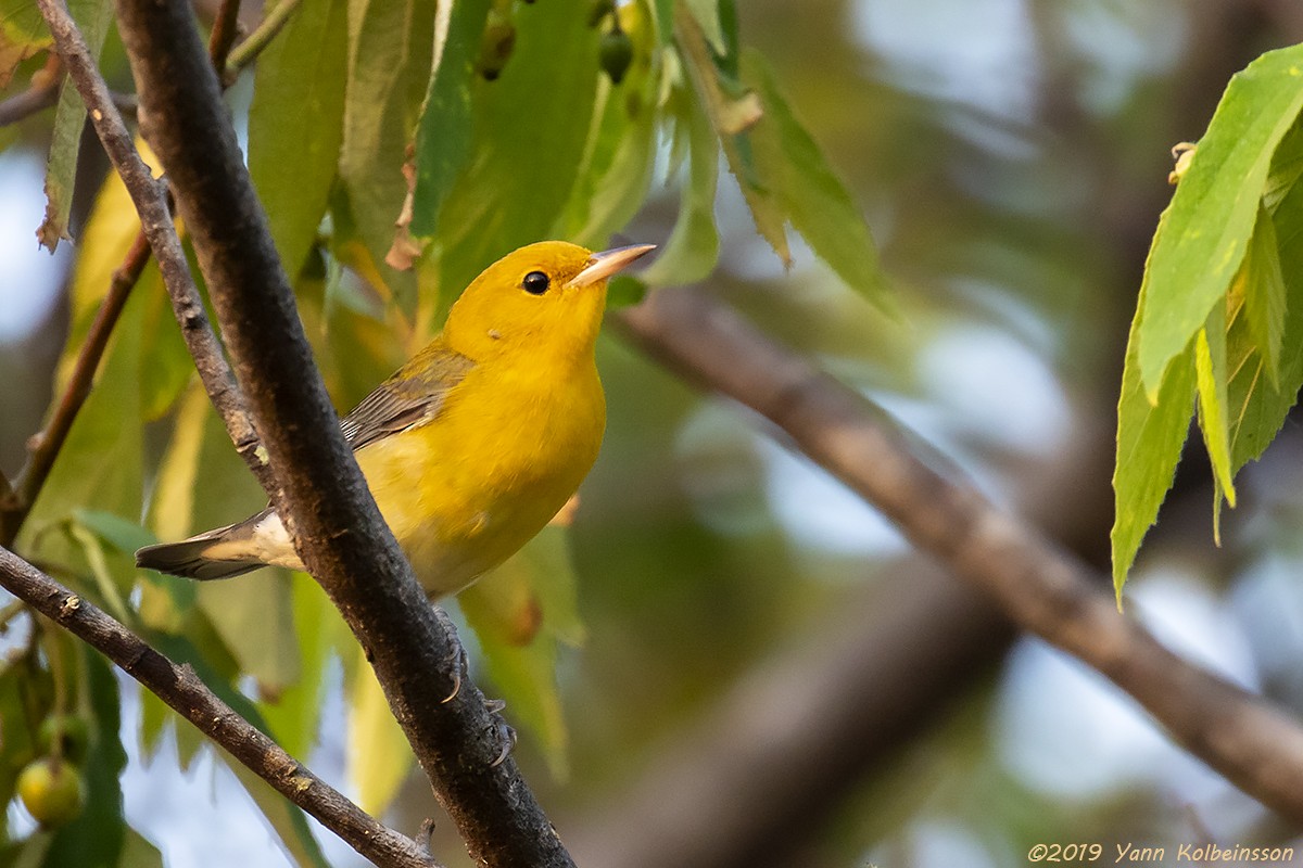 Prothonotary Warbler - ML146026021