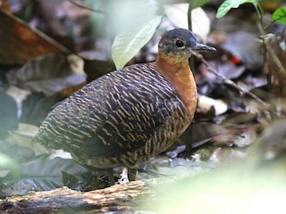  - Variegated Tinamou