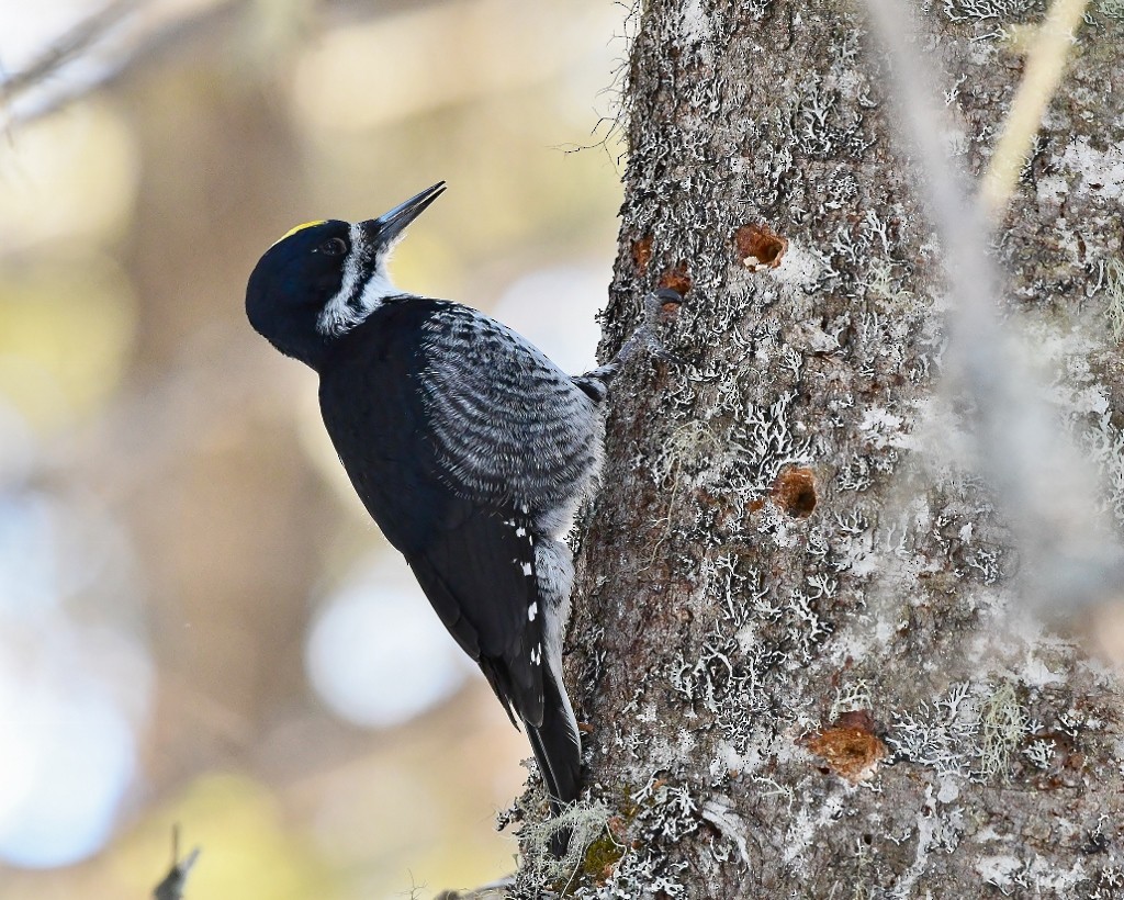 Black-backed Woodpecker - thomas berriman