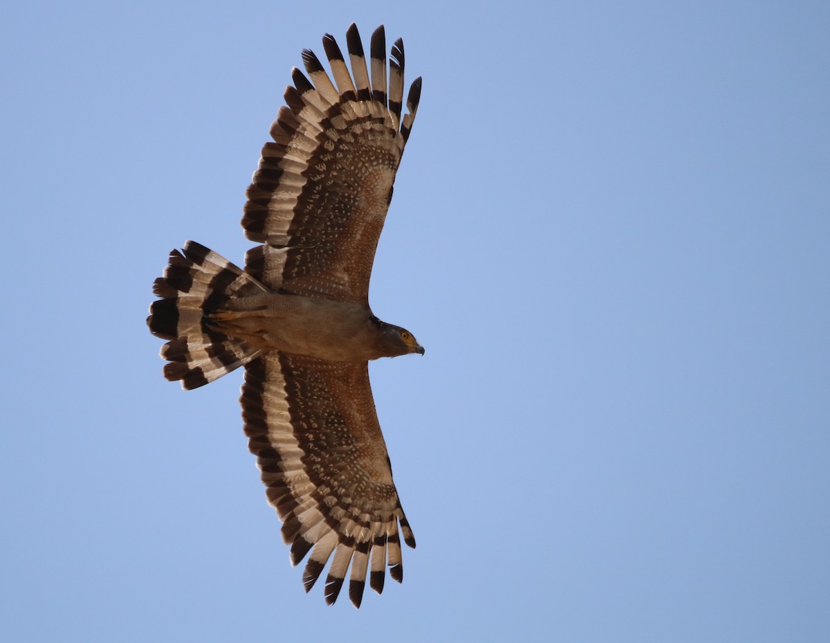 Crested Serpent-Eagle - ML146028351