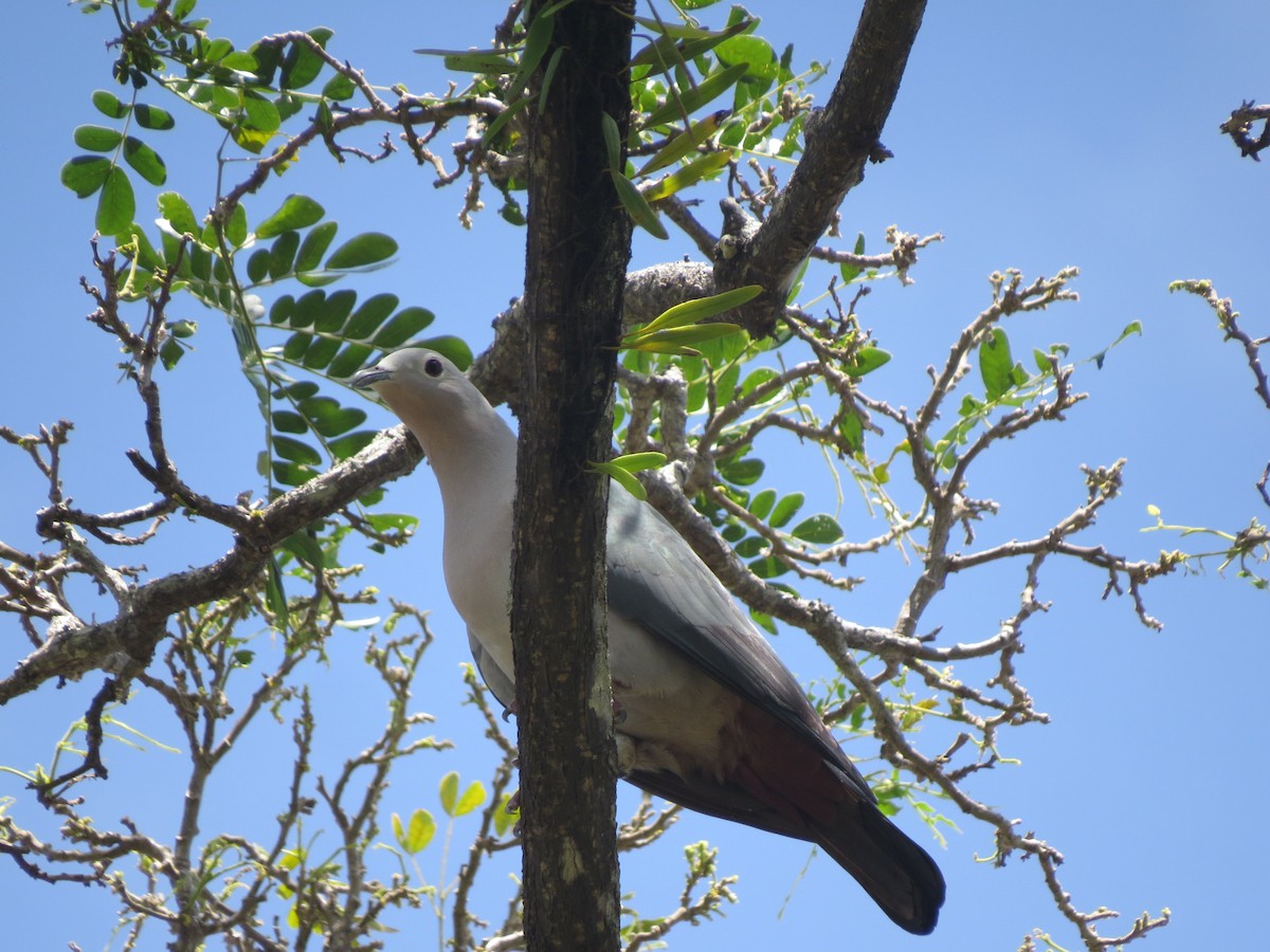 Island Imperial-Pigeon - ML146028981