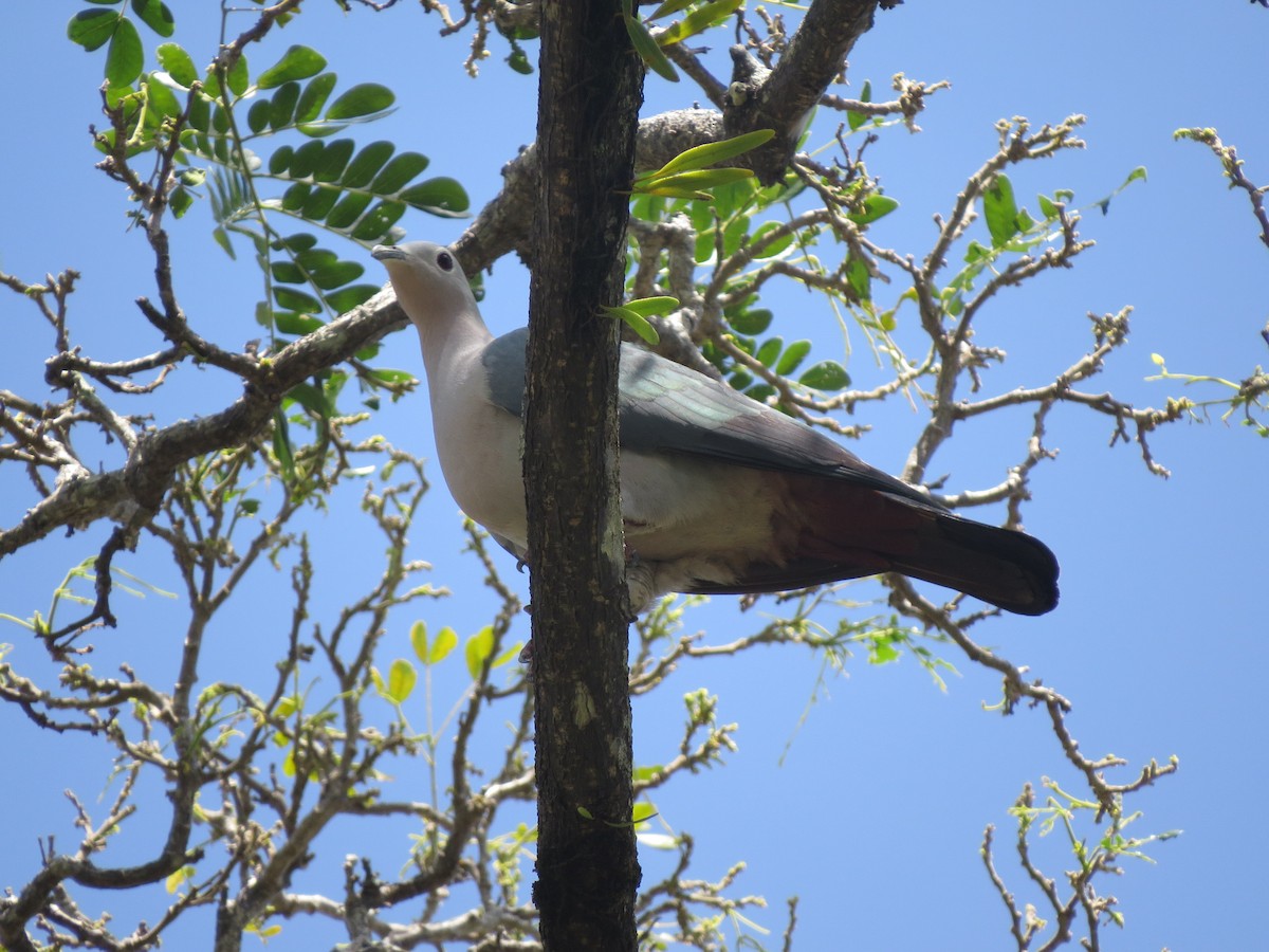Island Imperial-Pigeon - ML146029021