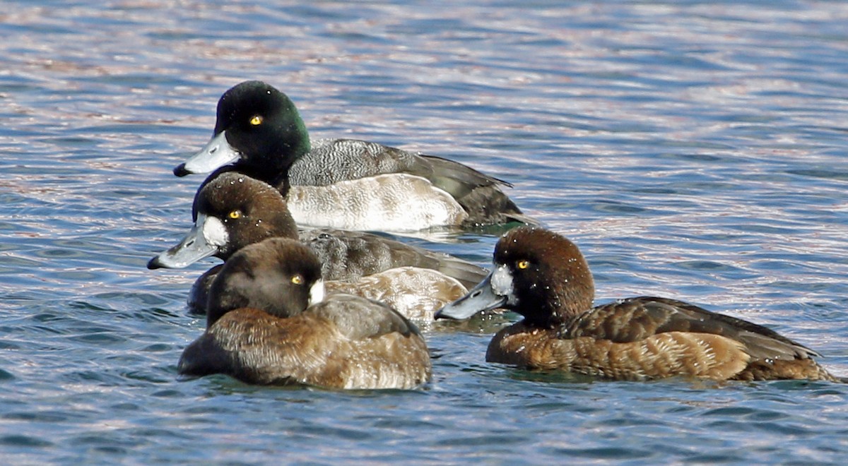 Greater Scaup - ML146032731