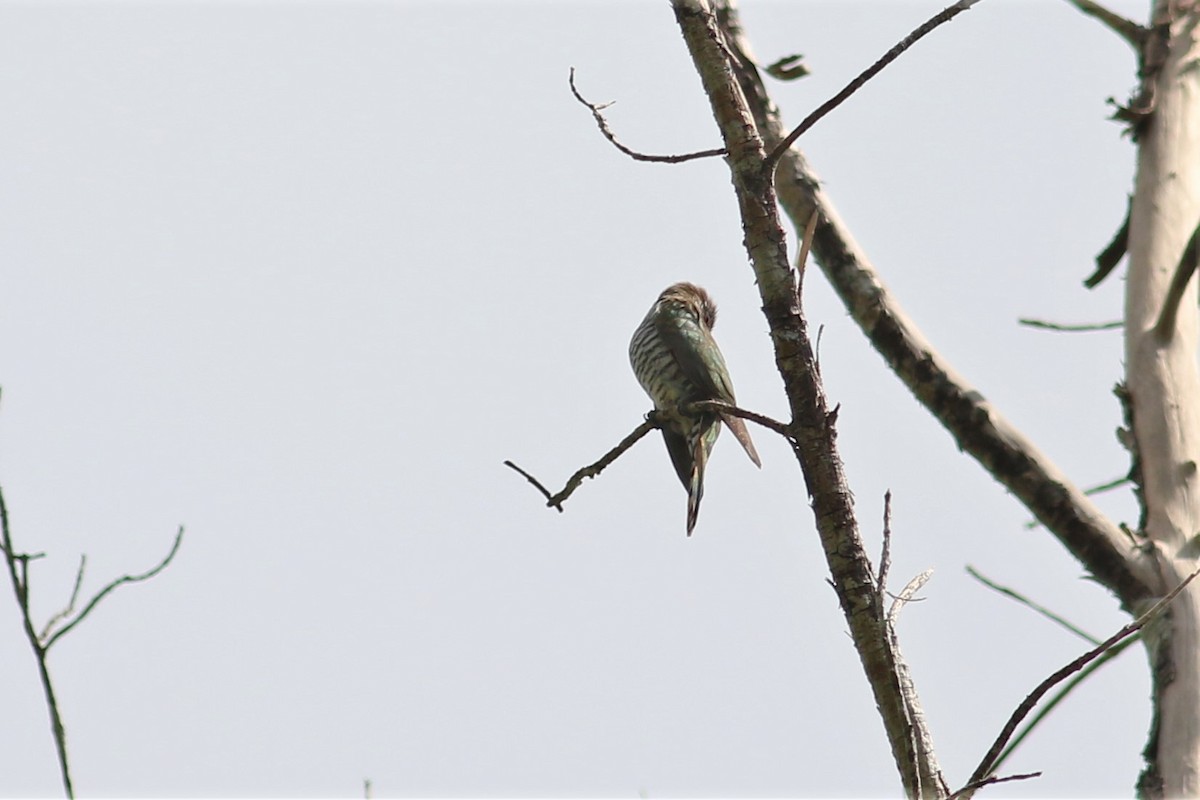 Little Bronze-Cuckoo - Fadzrun A.