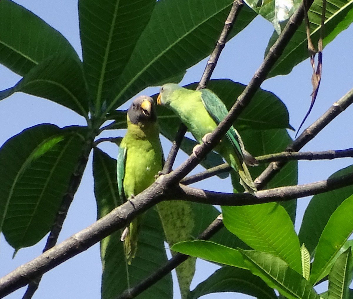 Plum-headed Parakeet - Enric Fontcuberta Trepat