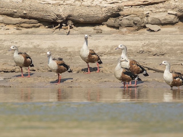 Flock - Orinoco Goose - 