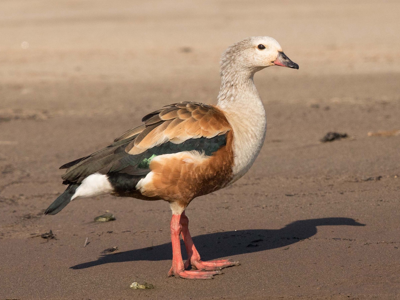 Orinoco Goose - Eric VanderWerf